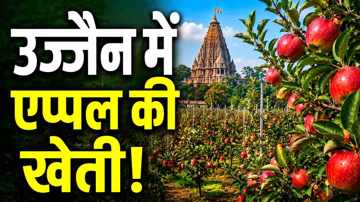 नासिक को टक्कर दे रहा है बाबा महाकाल का शहर? ...