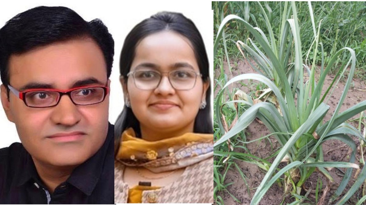 CCSU के वैज्ञानिकों की बड़ी खोज, प्याज-लहसुन ...