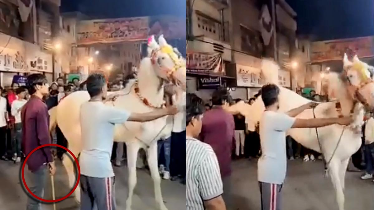 horse indore horse indore