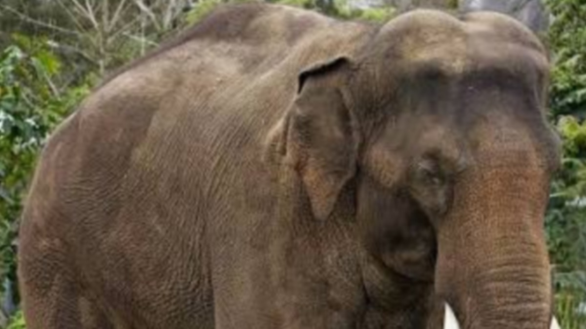 Elephant attacks young man in Indore