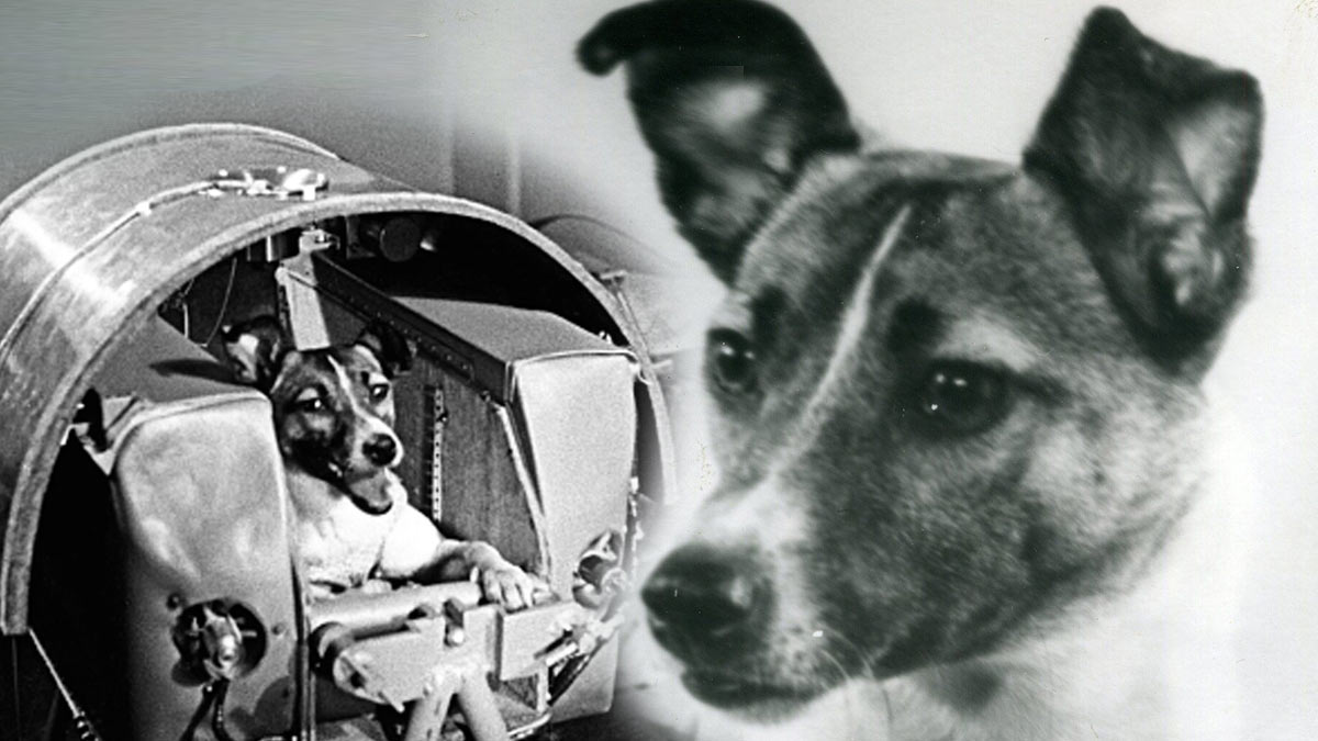 बेजुबान, मासूम Laika Dog की वो दर्दनाक कहानी जिसे ...