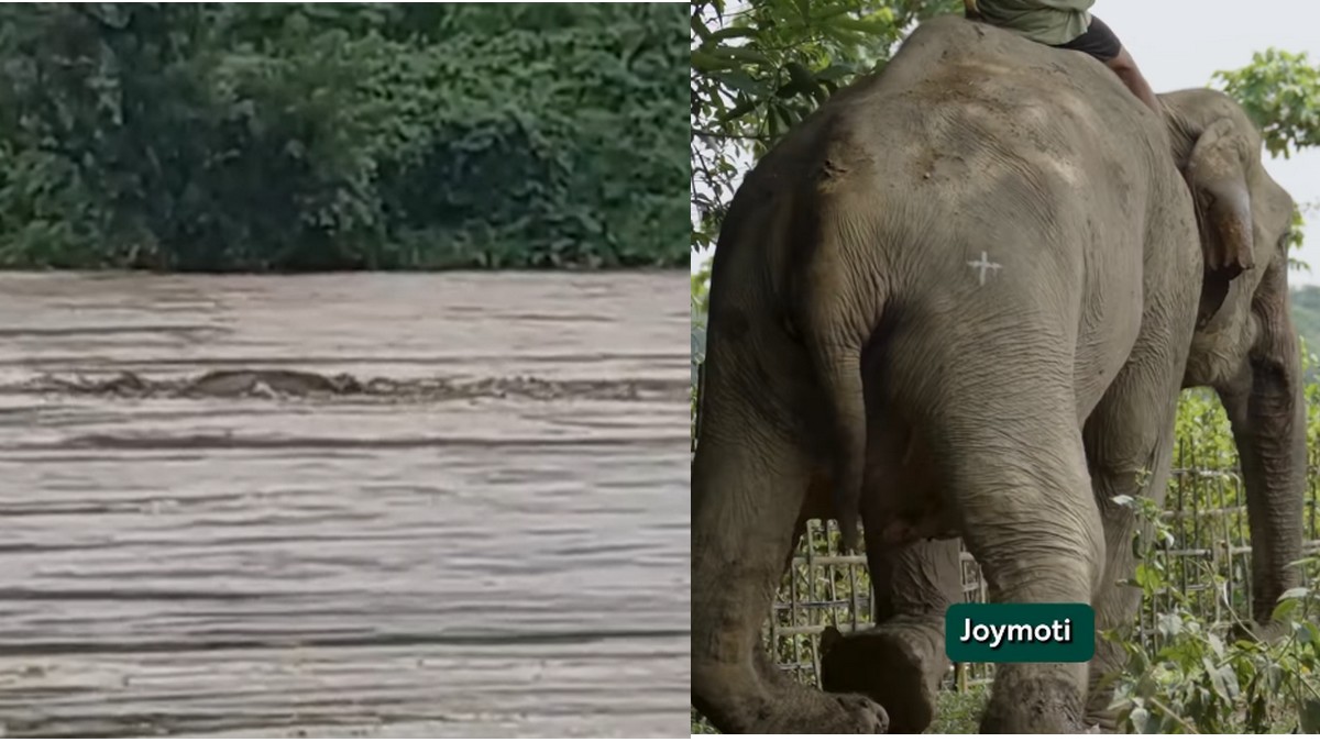 joymiti