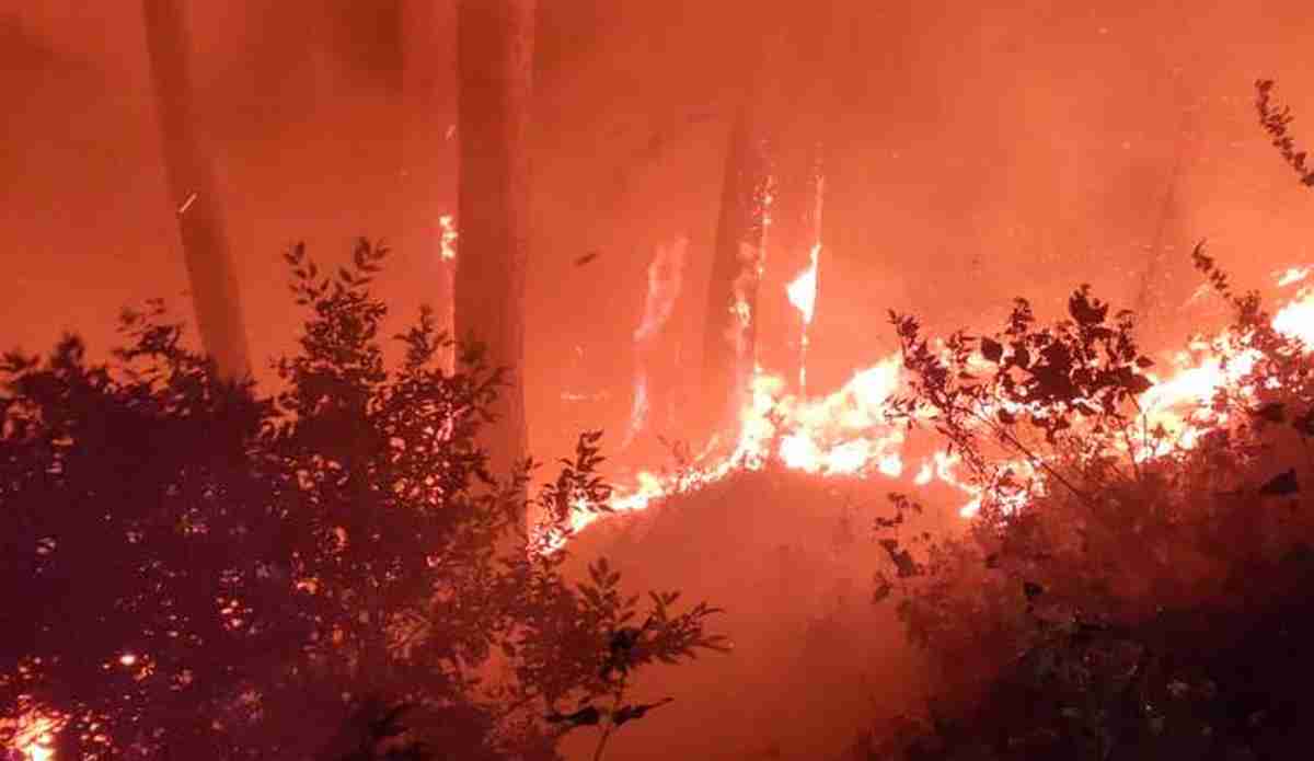 forest fire