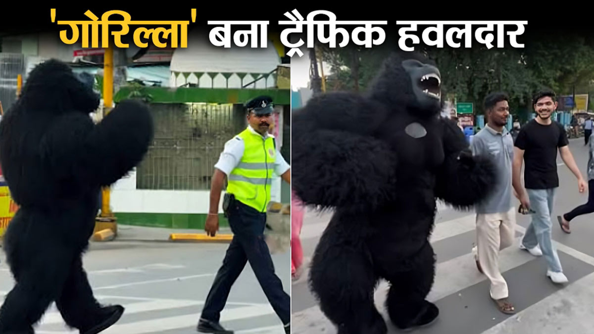 Gorilla Gorilla