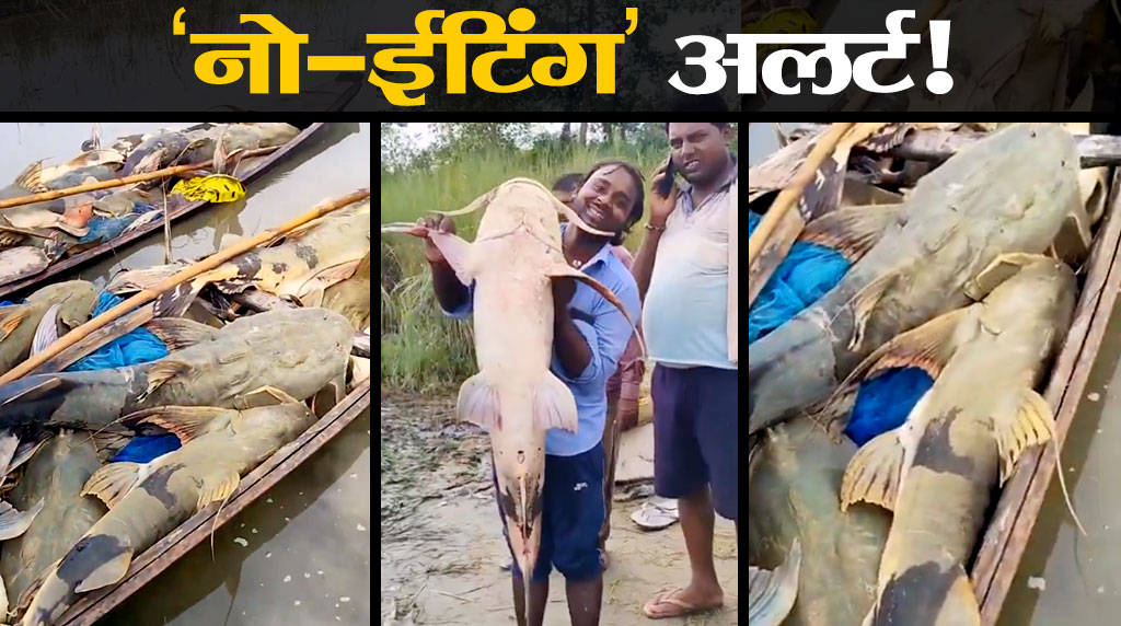 Bihar no eating fish alert