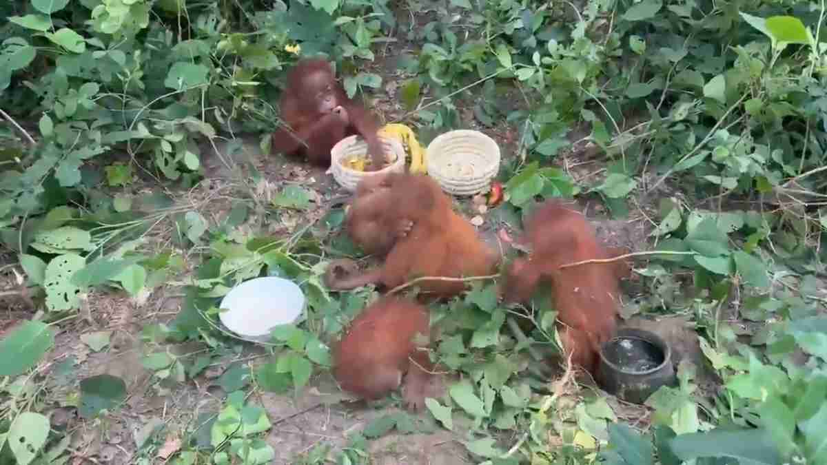 Orangutans found in Balasore