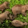 घने जंगल में बेफिक्र सो रहा था हाथियों का ये परिवार, IAS ने वीडियो शेयर किया और फिर...