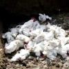 रांची के पोल्ट्री फॉर्म में bird flu का प्रकोप, 920 पक्षियों को मारा गया