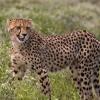 Project Cheetah : प्रोजेक्ट चीता अच्छा काम कर रहा, NTCA ने जारी की रिपोर्ट