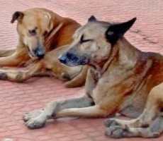 முதல் முறையாகச் செல்லப் பிராணிகளுக்கு ஒரு தகன
