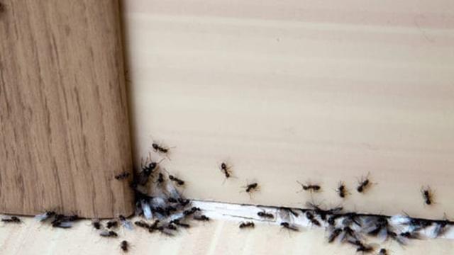 Black Ants