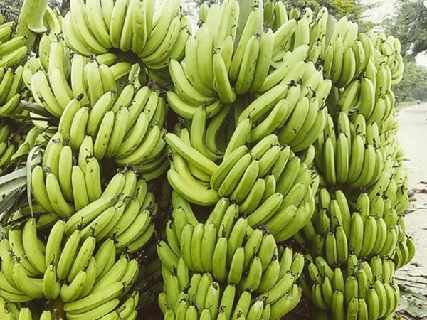 Robusta Banana