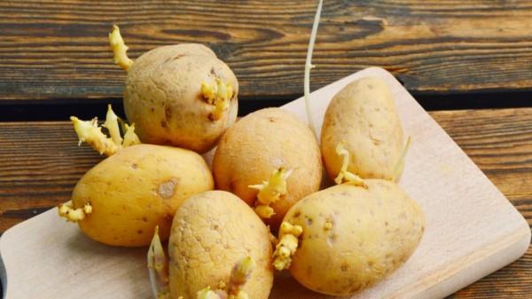 Potato