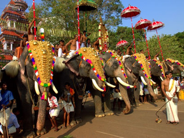 Elephant