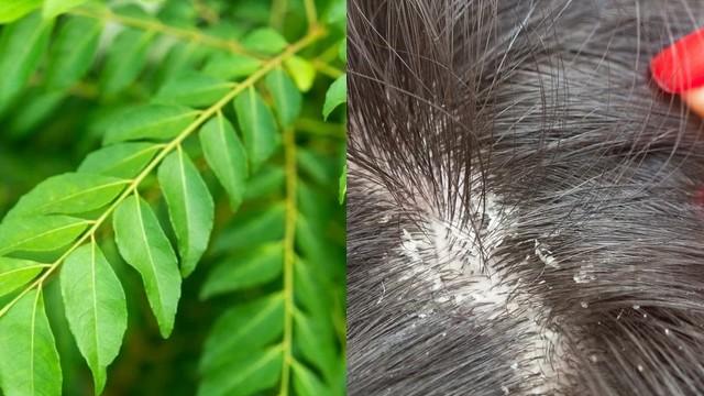 Curry leaves