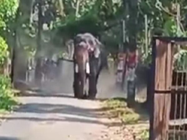 Elephant Attack - Thrissur