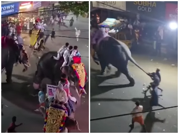 Elephant, Pattambi Nercha, Elephant Runs Away, Pattambi Nercha Elephant Video