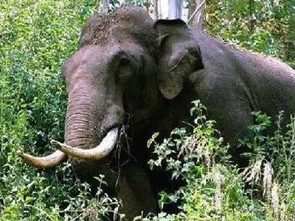 Elephant Attack - Kerala