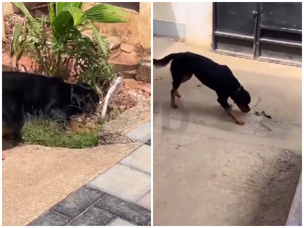 Rottweiler vs Cobra Video