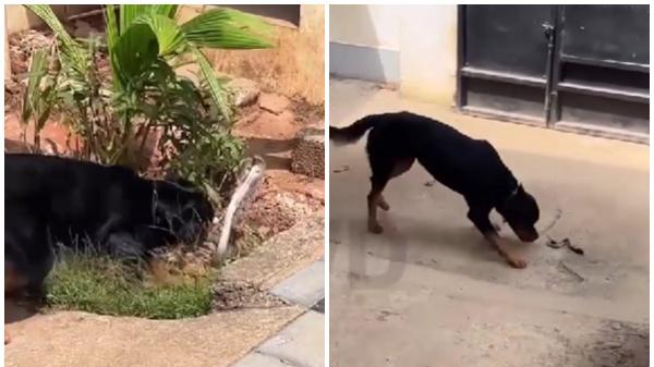 Rottweiler vs Cobra Video