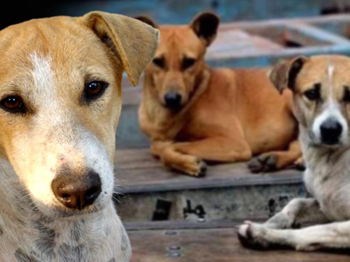 Street Dog, Street dog bite, Street Dog Issue Kerala, തെരുവ് നായ, തെരുവ് നായ ആക്രമണം