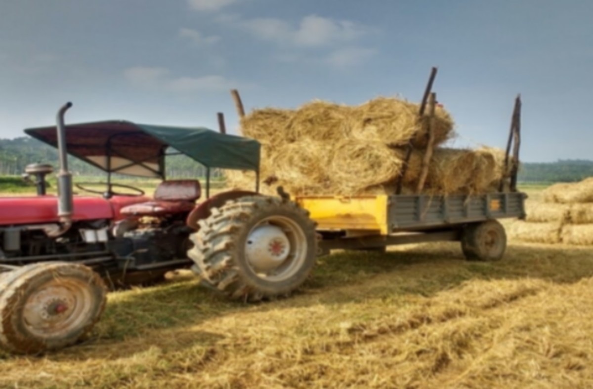 Supplyco paddy procurement 2025,Kerala paddy registration online,Supplyco farmer registration,Rice mill owner application Kerala,സപ്ലൈകോ നെല്ല് സംഭരണം 2025,കർഷക രജിസ്ട്രേഷൻ ഓൺലൈൻ,സപ്ലൈകോ രജിസ്ട്രേഷൻ തീയതി,അരിമില്ലുടമകൾക്ക് അപേക്ഷ