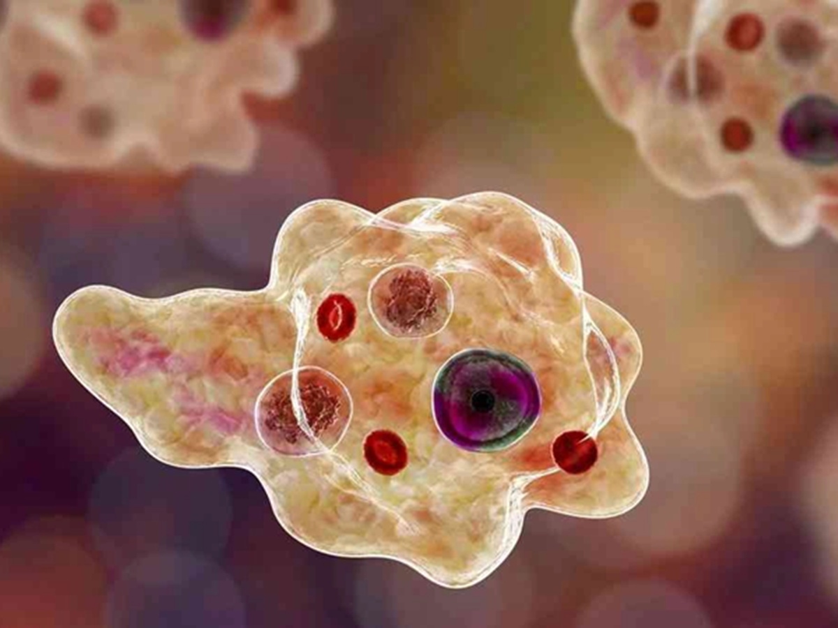 Amebic Meningoencephalitis Kerala, Amebic Meningoencephalitis precautions, What is Amebic Meningoencephalitis, Amebic Meningoencephalitis Causes, Amebic Meningoencephalitis Symptoms, Health News