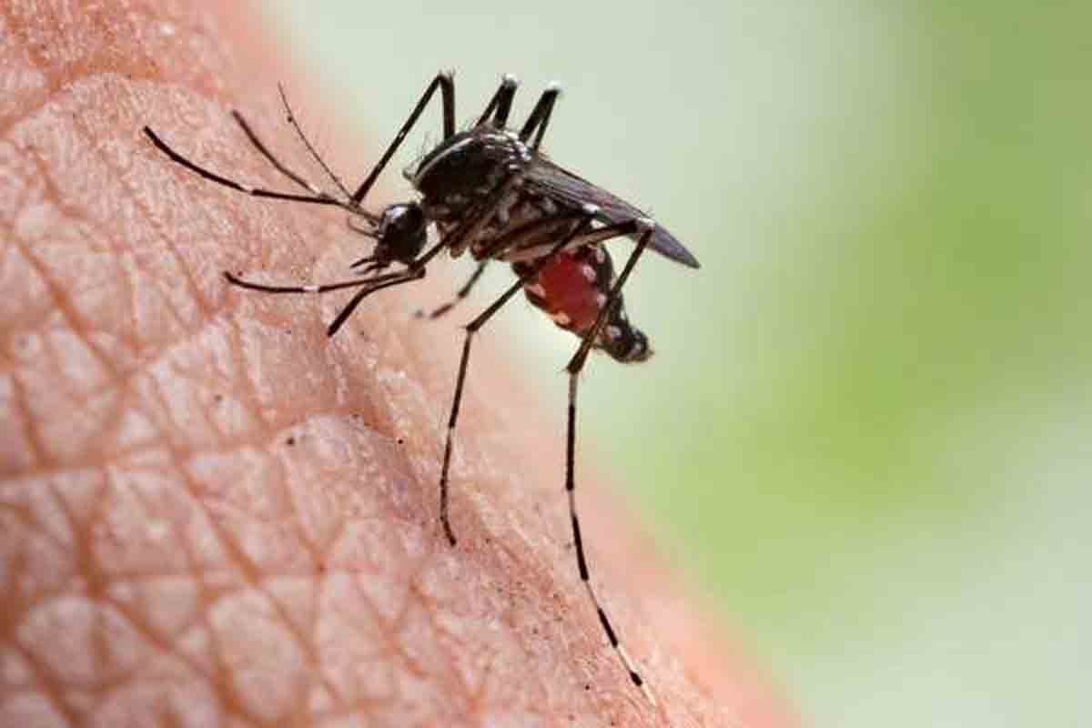 ഡെങ്കിപ്പനിക്കണക്കുകളിലെ വൈരുദ്ധ്യം: ആരോഗ്യ ...