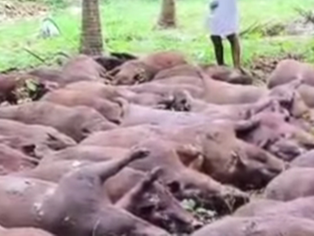 Boar Culling, Wild Boar culling Palakkad, Pig Culling, Pork Culling, Wild Boar Culling Kerala, കാട്ടുപന്നികളെ കൊലപ്പെടുത്തി, പന്നികളെ കൊന്നു, കാട്ടുപന്നി ആക്രമണം