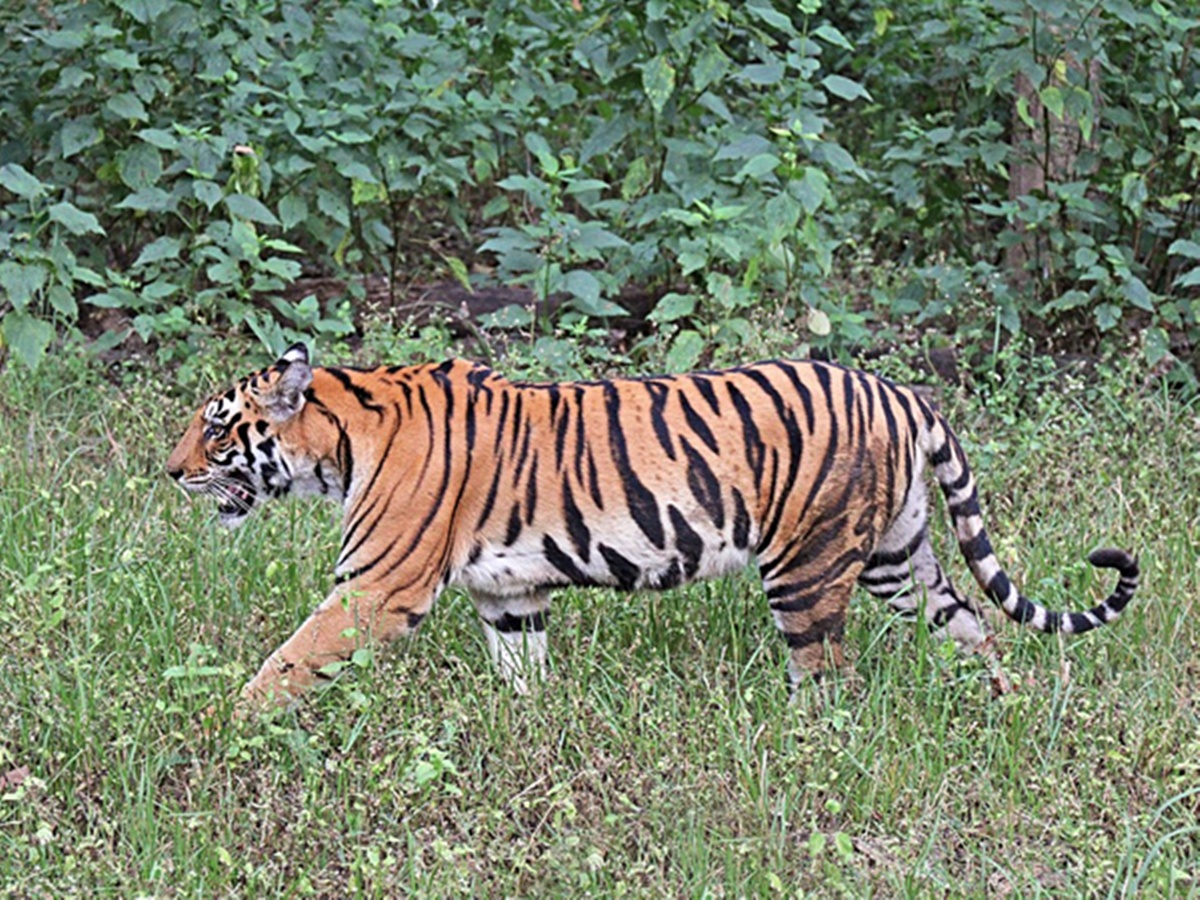 Tiger, Tiger Census, Tiger census forest officers are missing, Forest Officers Missing, കടുവകളുടെ സെന്‍സസ്, ഫോറസ്റ്റ് ഉദ്യോഗസ്ഥരെ കാണാനില്ല