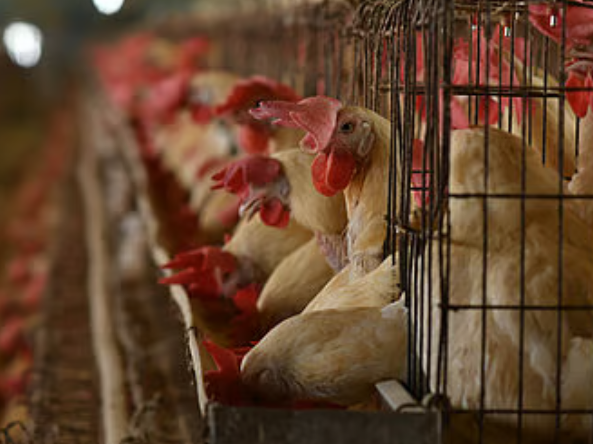 Poultry Famers, Chicken, Tamil Nadu