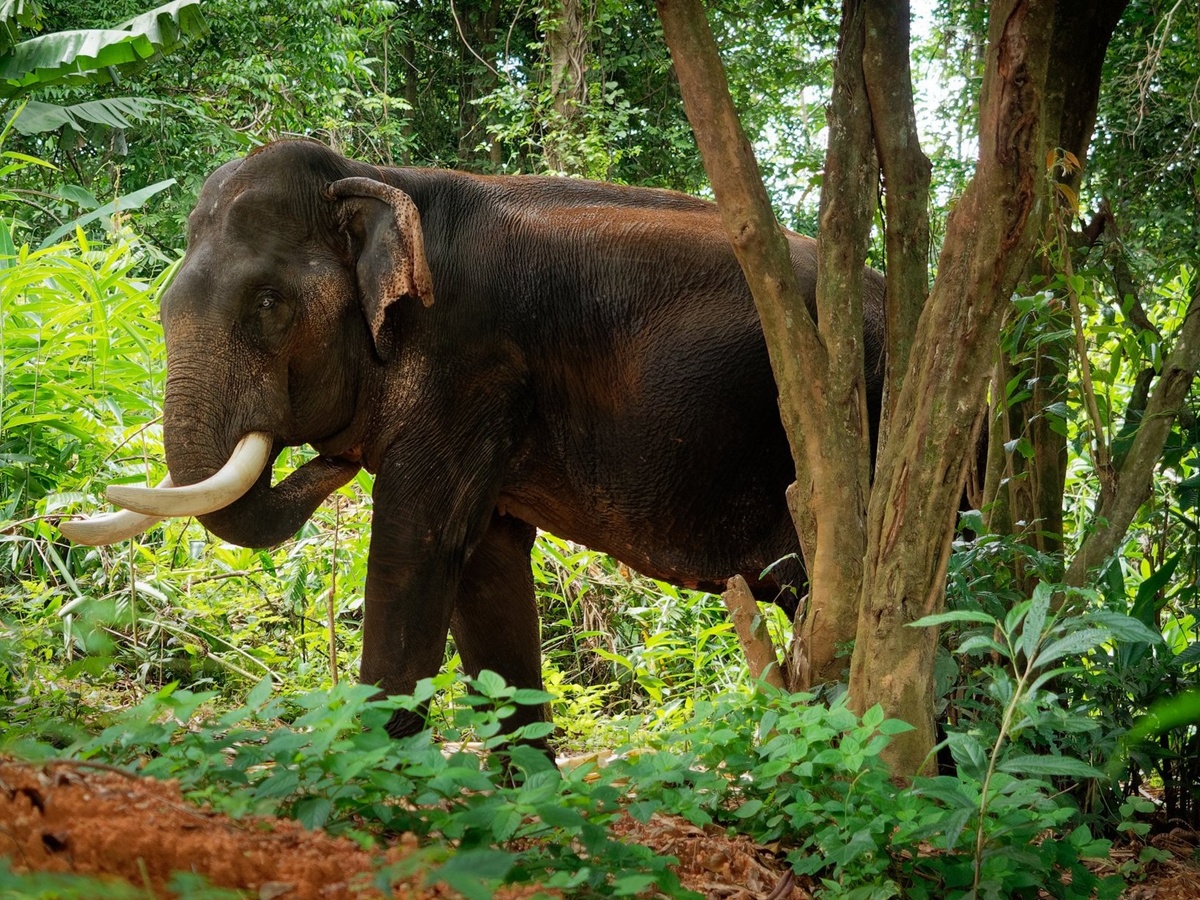 കാട്ടാന ആക്രമണത്തിൽ ആറാം മരണം; ചെറുവിരലനക്കാതെ ...