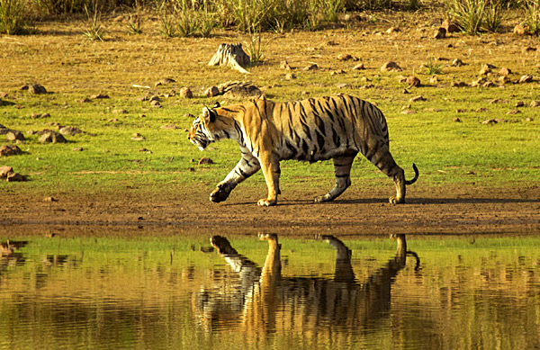 tadoba forest