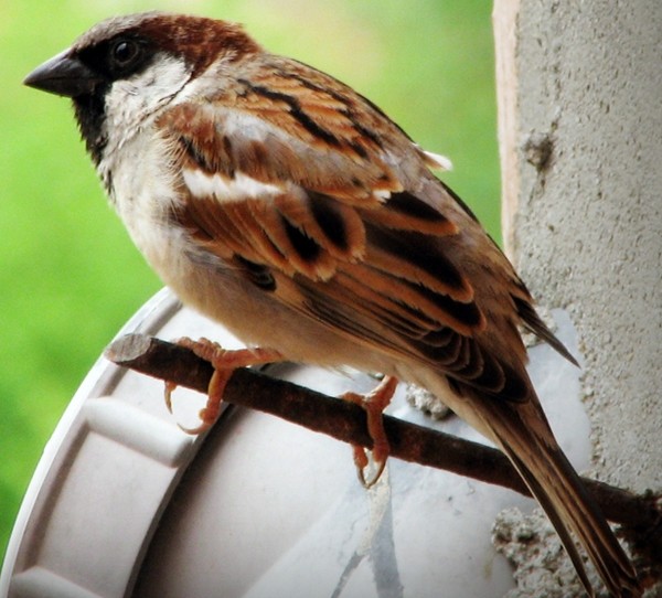 sparrow