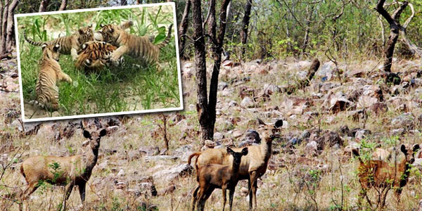 tadoba