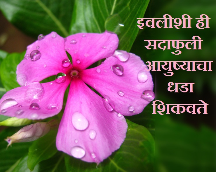 इवलीशी ही सदाफुली आयुष्याचा धडा शिकवते