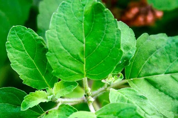 tulsi