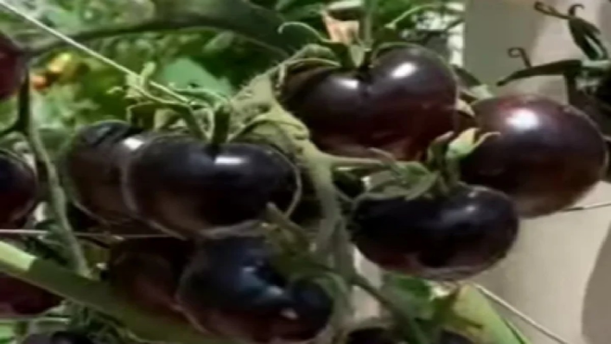 काळे टोमॅटो खा, हृदयविकाराचा झटका टाळा, इतर फायदे जाणून घ्या