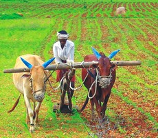 சங்கப் பொன்மொழிகள் 1: நெல் பல பொலிக! பொன்பெரிது ...