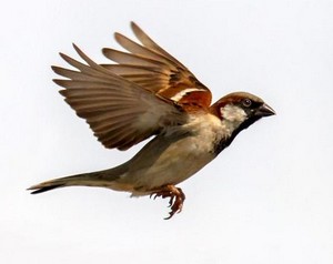 ஓ... என் சிட்டுக் குருவியே!