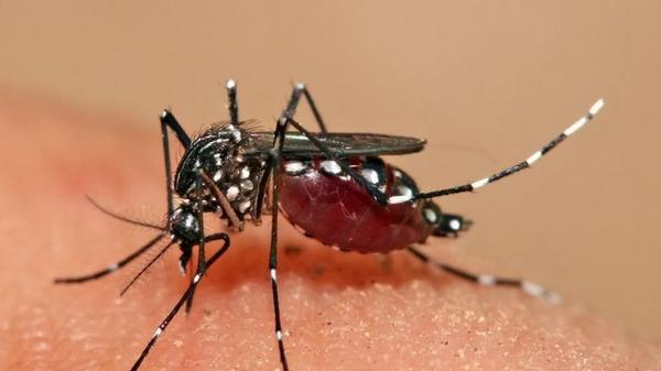 உயிரைக் கொல்லும் மஞ்சள் காய்ச்சல்! 34 பேர் பலி! - சுகாதார அவசரநிலை பிரகடனம்!