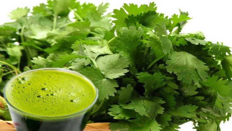 coriander