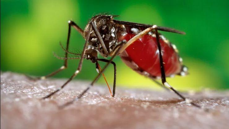 கேரளாவில் பரவி வரும் வெஸ்ட் நைல் காய்ச்சல்.. வட அமெரிக்காவில் இருந்து பரவியதா?