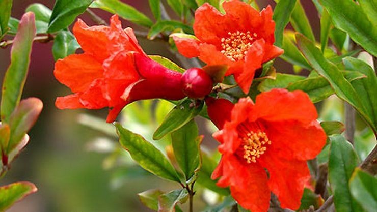 Pomegranate flower