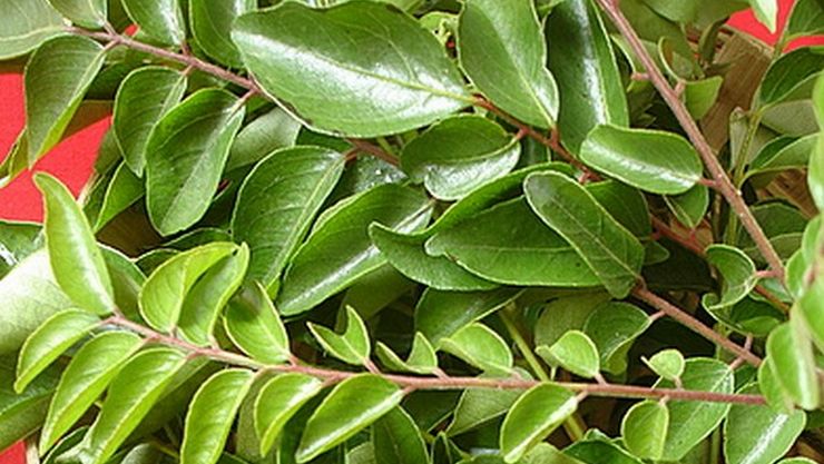 Curry leaves