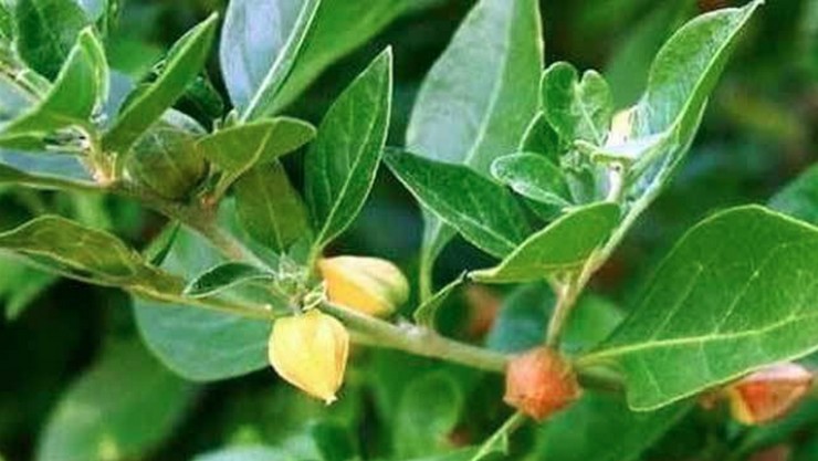 Ashwagandha