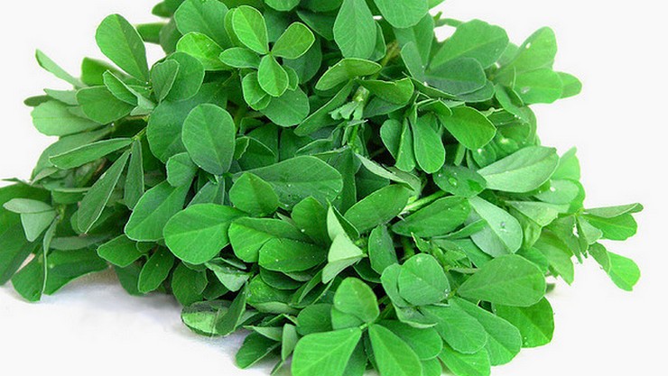 Fenugreek