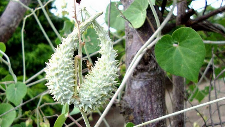 Veliparuthi