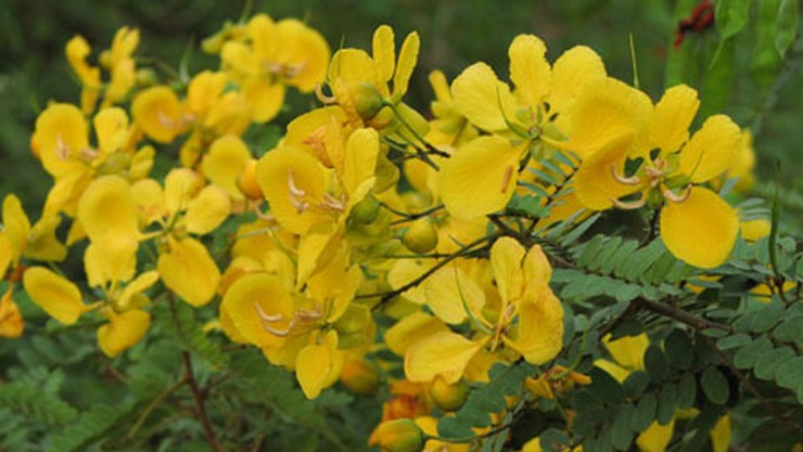 Aavaram flower