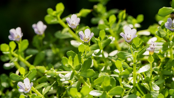 Neer Brahmi